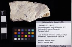 Foto (Objket + Etiketten) von Discutiolira moesica (Muţiu & Bădăluţă, 1971) 